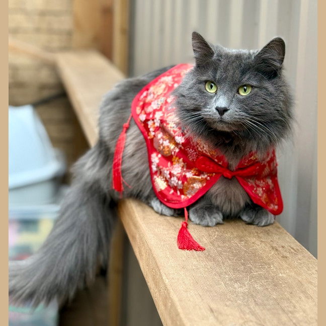 Photo of Anthony (Tony) Pawdain