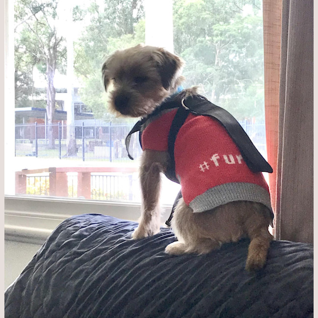 Photo of George 🏡Shih Tzu X Yorkie, (On Trial 30/6/25)