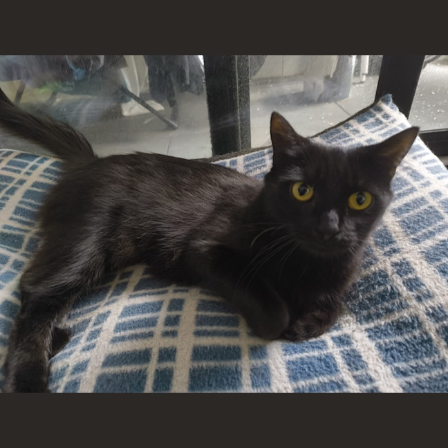 Photo of Celeste