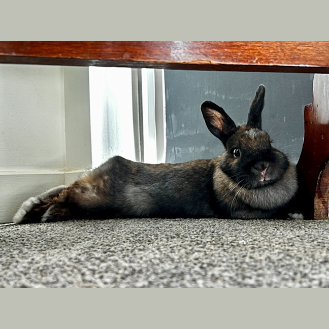 Photo of Bunny Boop