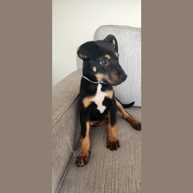 Photo of Pablo   5 Month Old Kelpie X Jack Russell