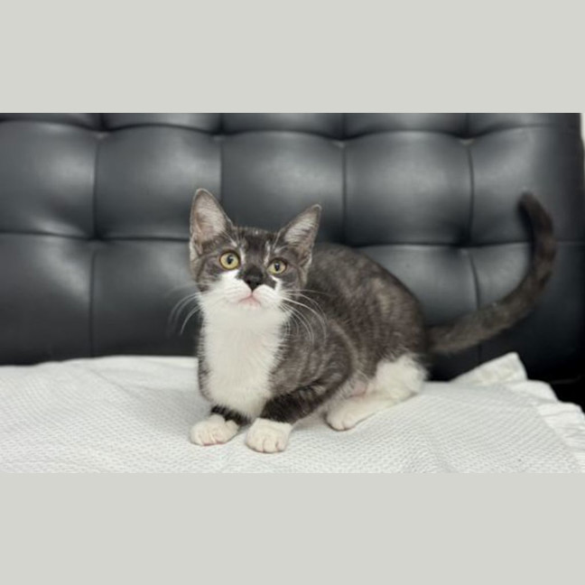 Photo of Koba