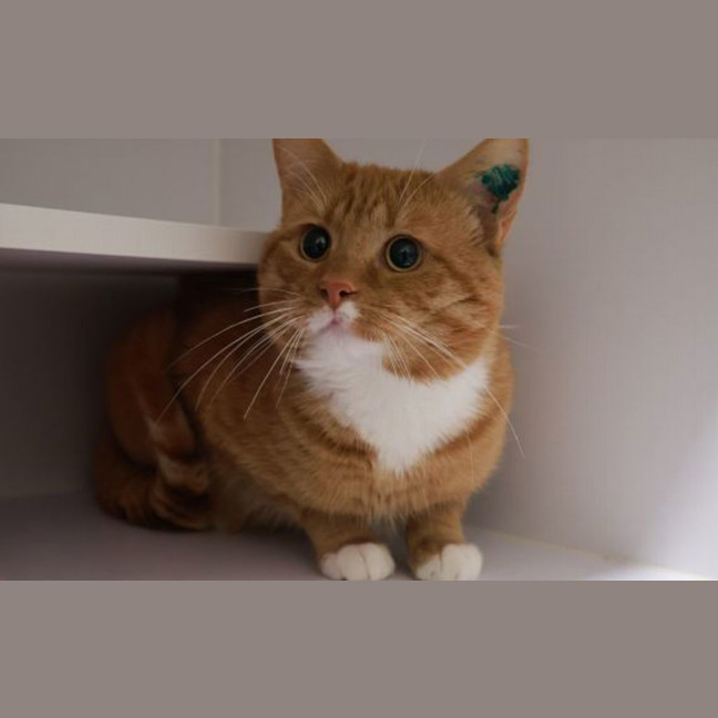 Photo of Sparky