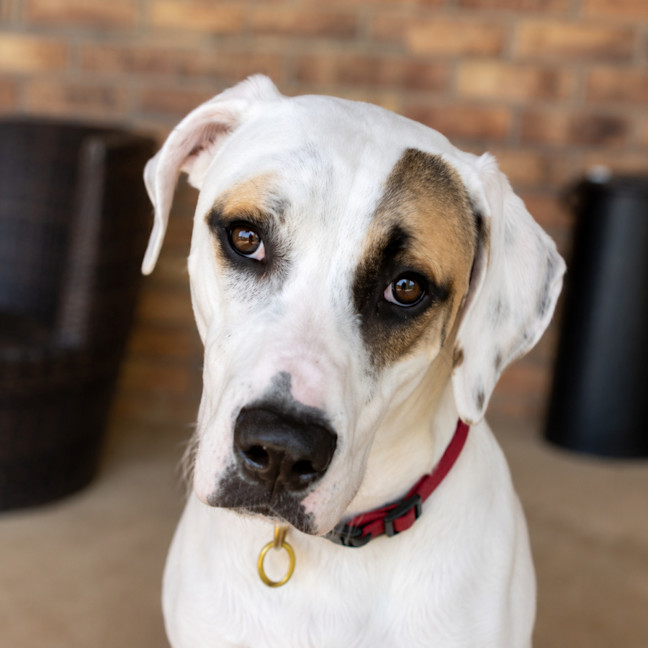 Photo of Zelda