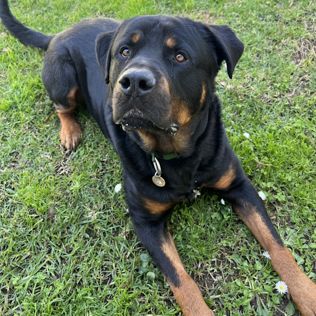 Photo of Axel