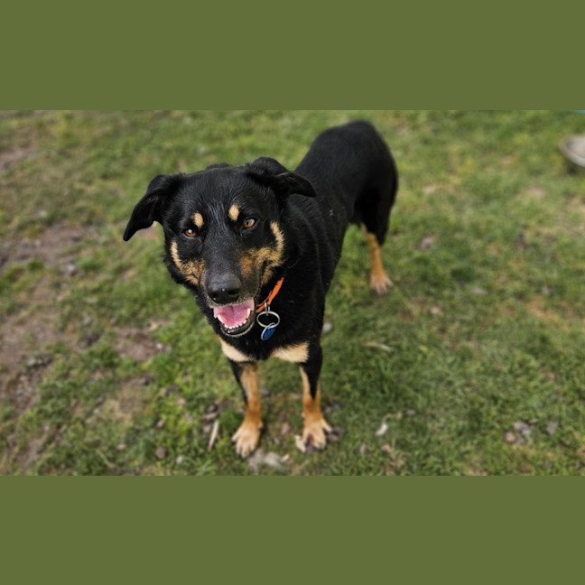 Photo of Banjo