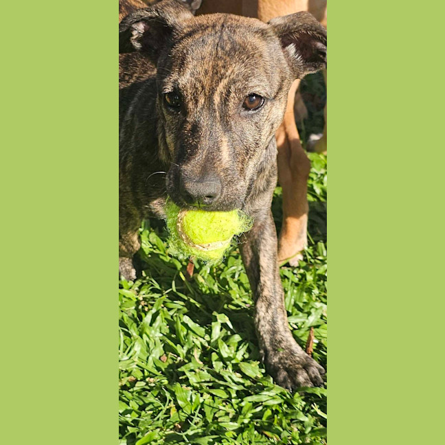 Photo of Siren