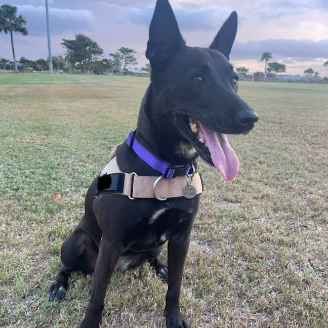 Photo of Kali