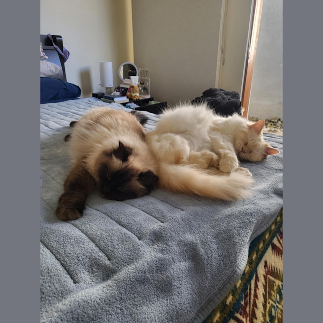 Photo of Bobby & Brown *9 Lives Project Rescue*