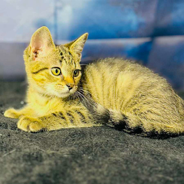 Photo of Anarchy   Located In Preston