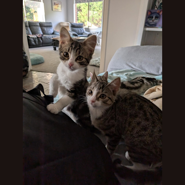 Photo of Avocado Meet Me@Petstock Chelsea Store