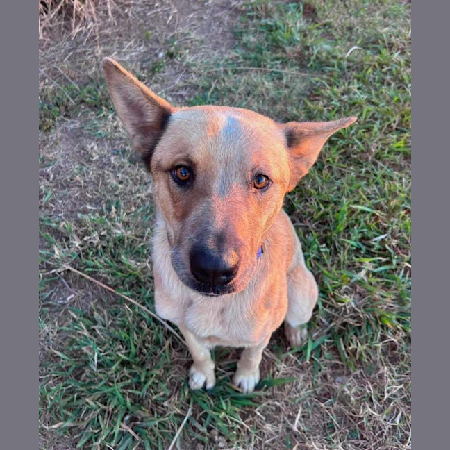 Photo of Buddy