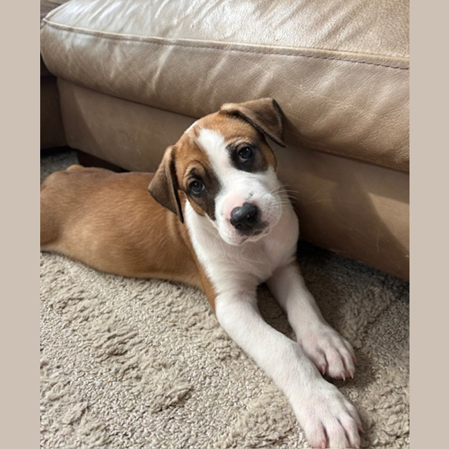 Photo of Remi   8 Week Old Cattle Dog X Staffy