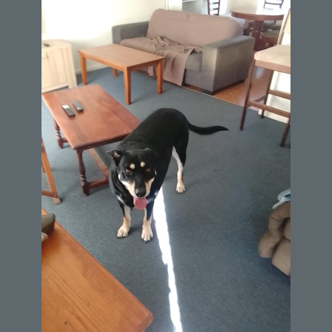 Photo of Milo