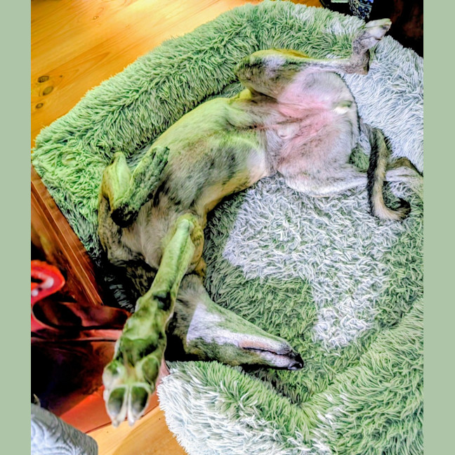 Photo of Silver, The Greyhound