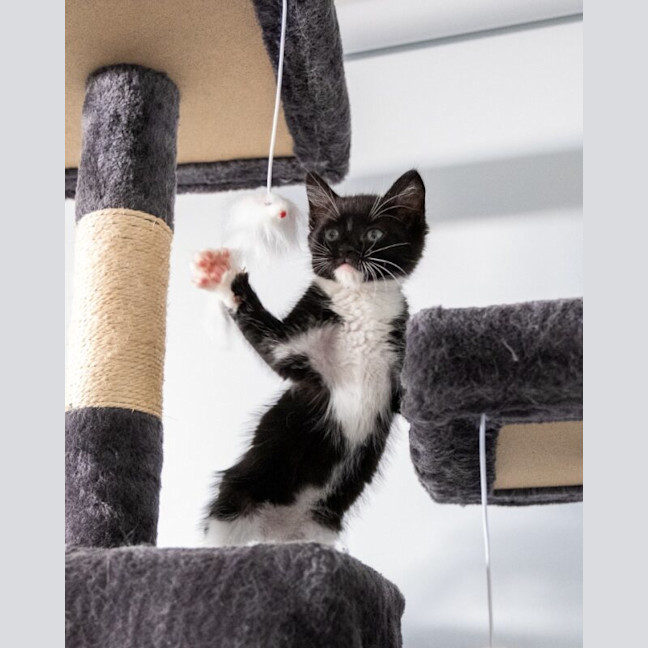 Photo of Rocket