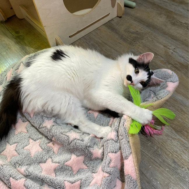 Photo of Kismet