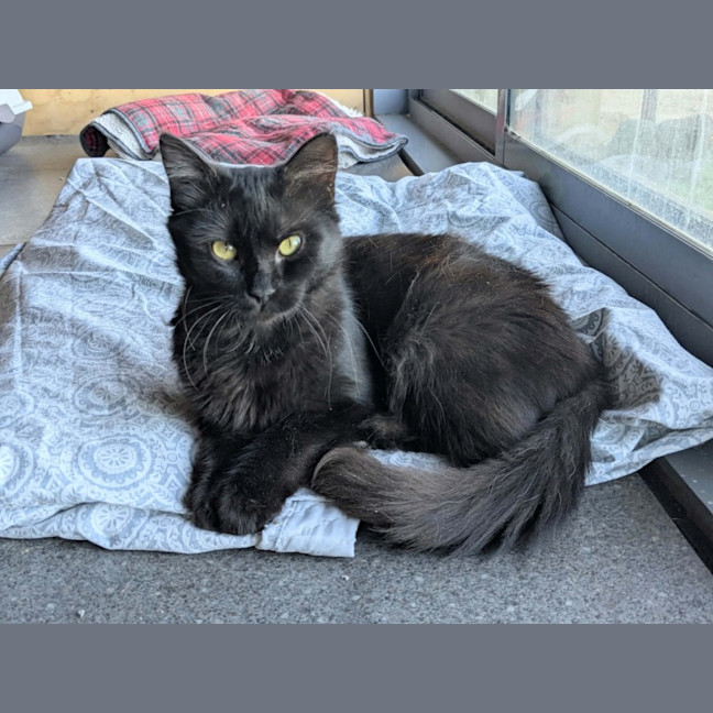 Photo of Percy *9 Lives Project Rescue*