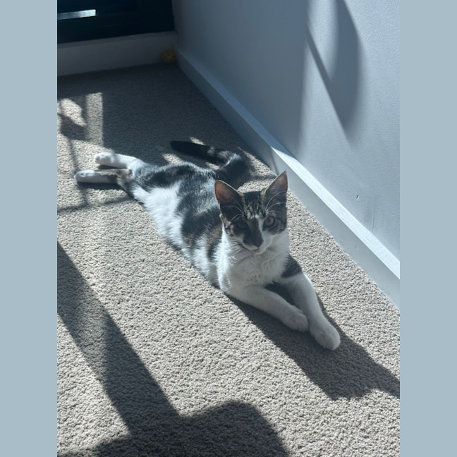 Photo of Comet