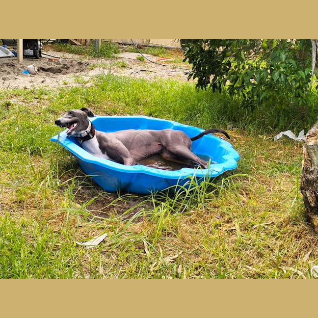 Photo of Mia The Greyhound