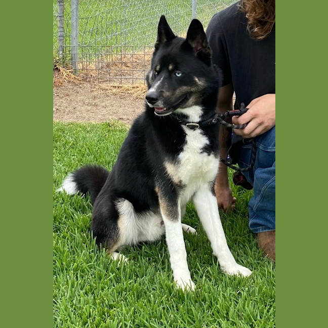 Photo of Shadow