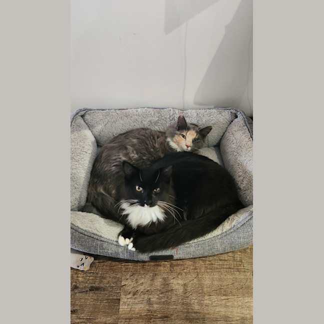 Photo of Cassie (And Smoky)