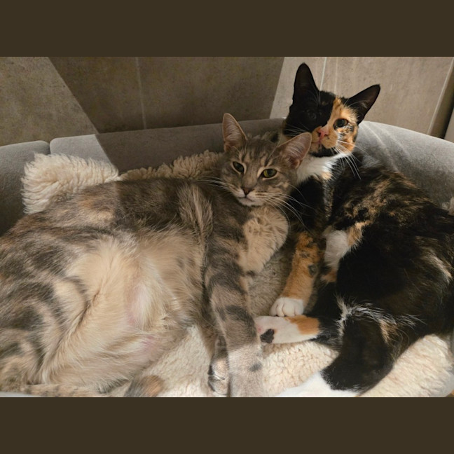 Photo of Tinkerbell & Sweet Chili