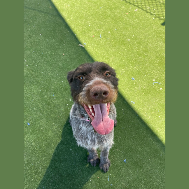 Photo of Juno Imp 1493