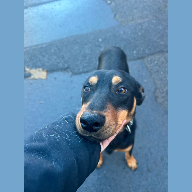 Photo of Pirate Jeff