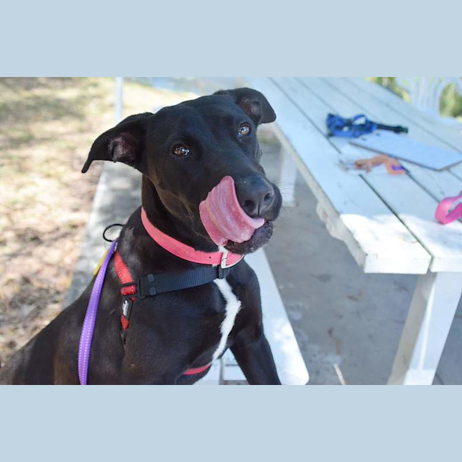 Photo of Dot