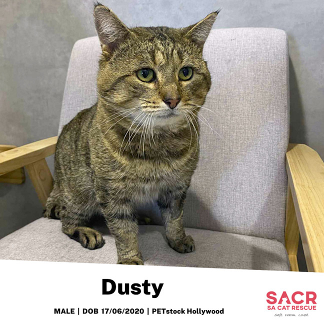 Photo of Dusty (Dusty Buns)
