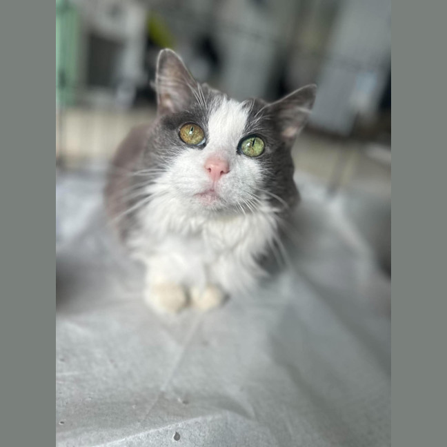 Photo of Munchkin