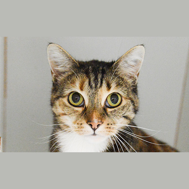 Photo of Buttercup