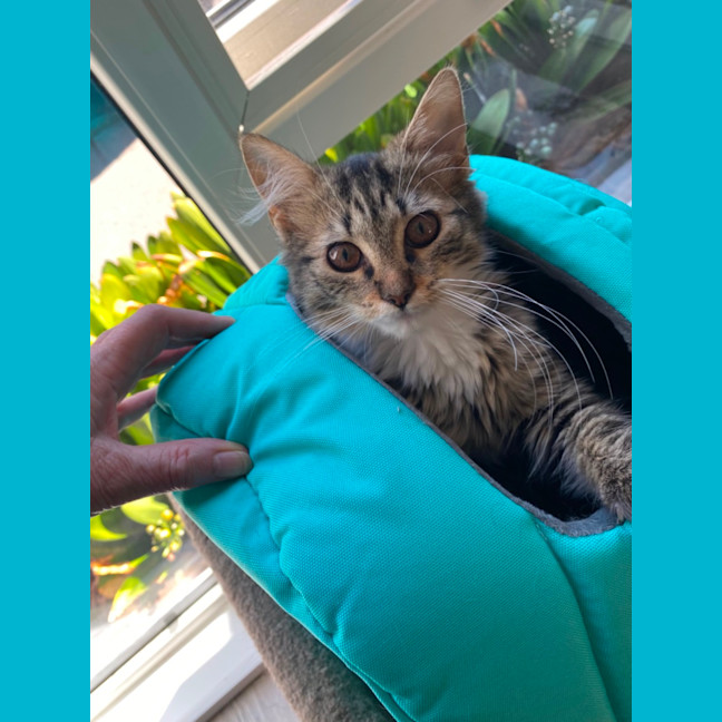 Photo of Abigail   Meet Me At Pet Stock Keysborough