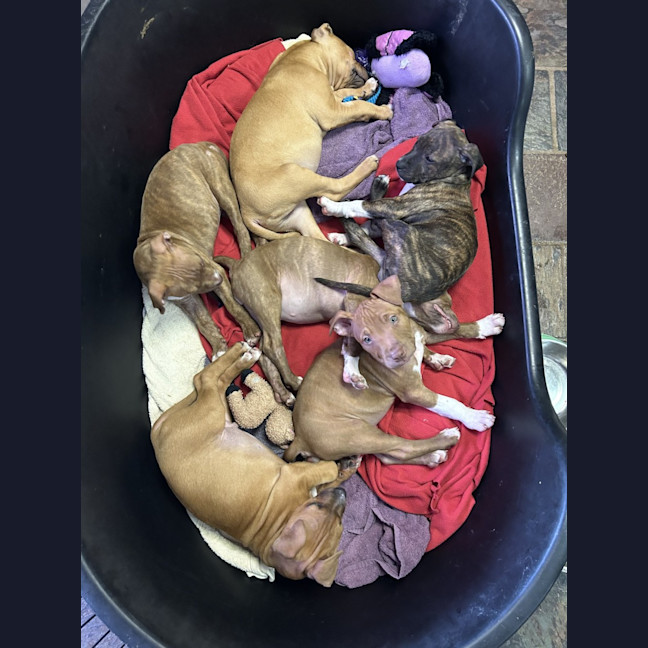 Photo of Abuela Litter