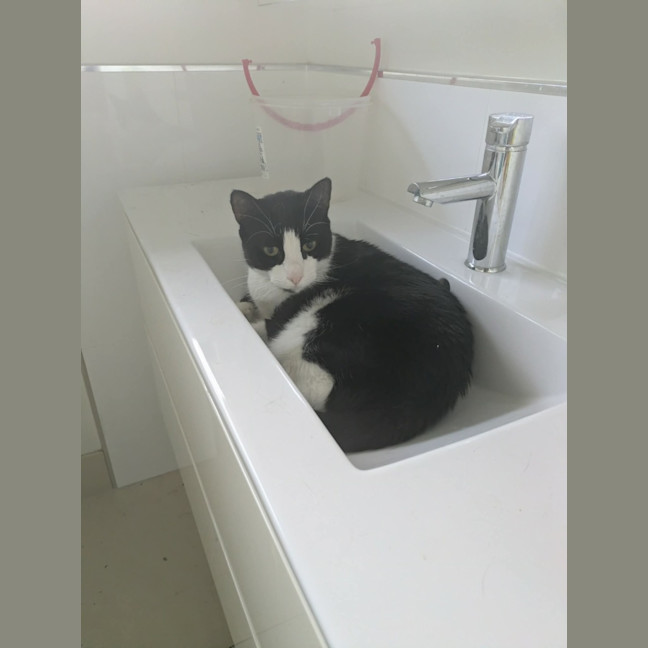 Photo of Oscar