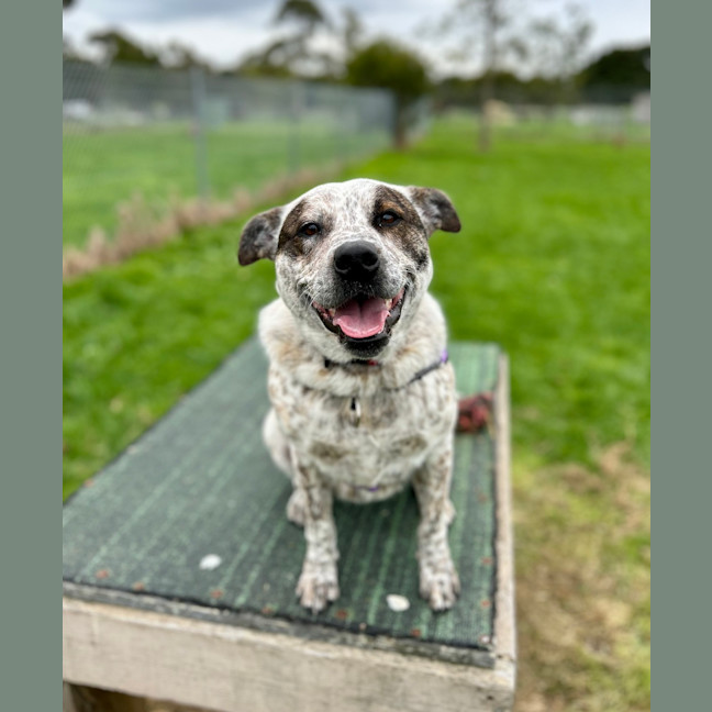 Photo of Chilli 