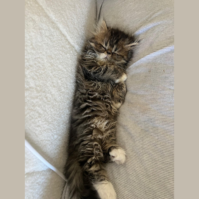 Photo of Beef Wellington