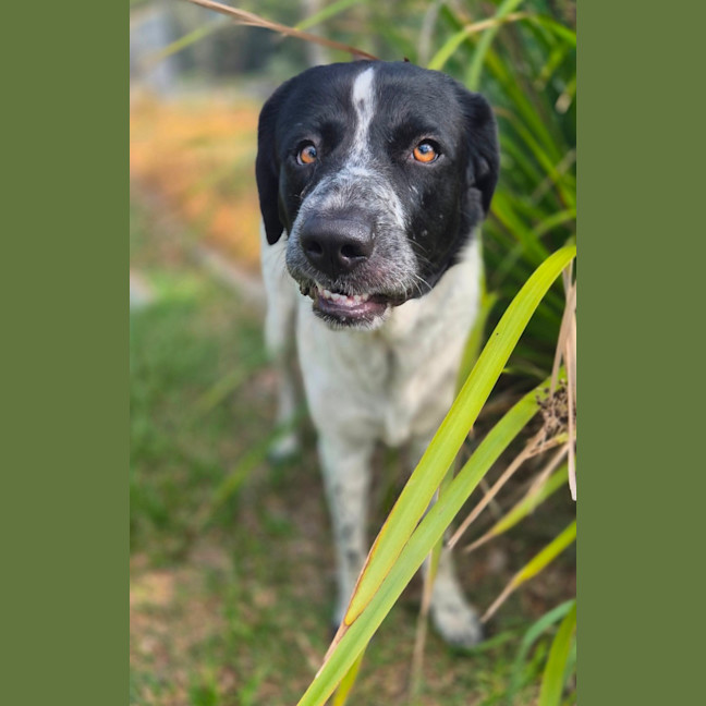 Photo of Lady Primrose (8981)