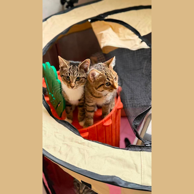Photo of Waffle 🧇 