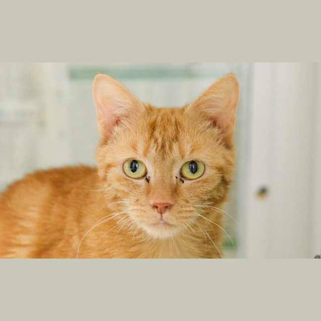 Photo of Pumpkin
