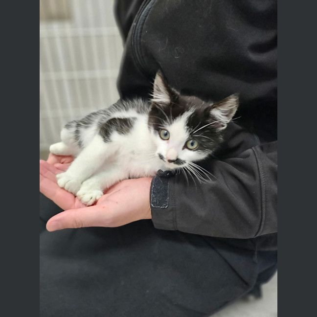 Photo of Alfred**2nd Chance Cat Rescue**