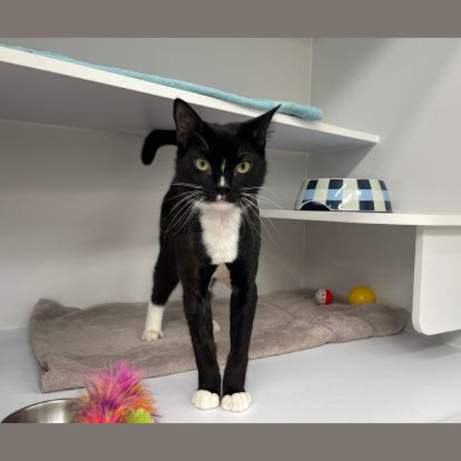 Photo of Ziggy