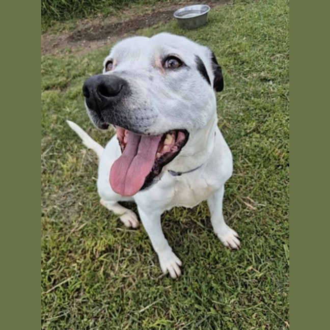 Photo of Lexi (49344)