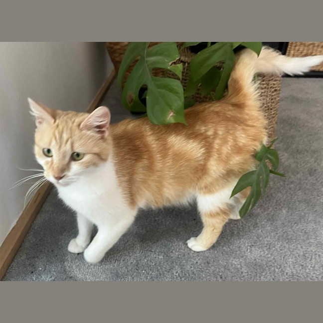 Photo of Peaches 
