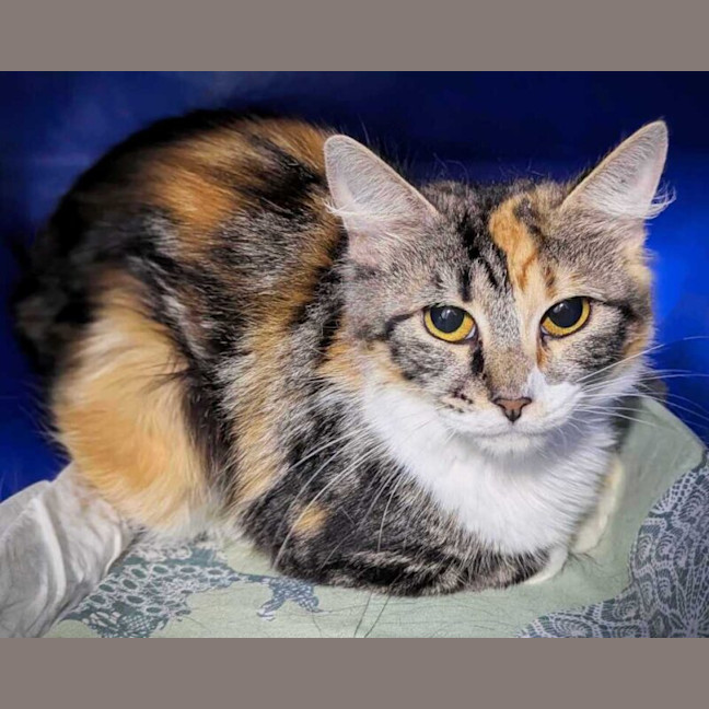 Photo of Peaches