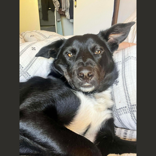 Photo of Augustus May Who