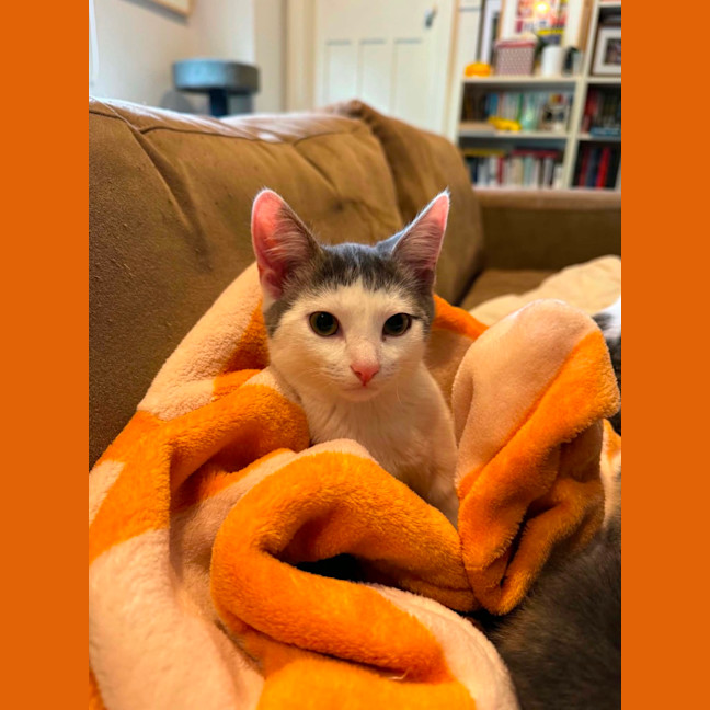 Photo of Bix 