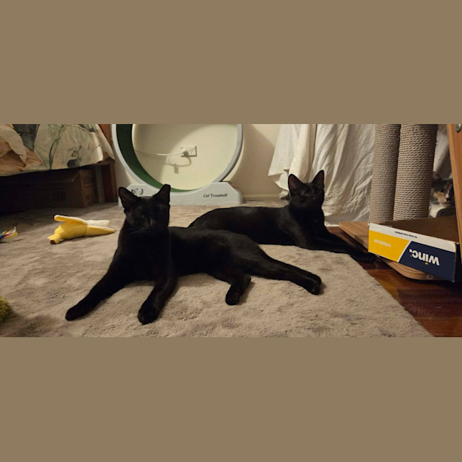 Photo of Purrcival
