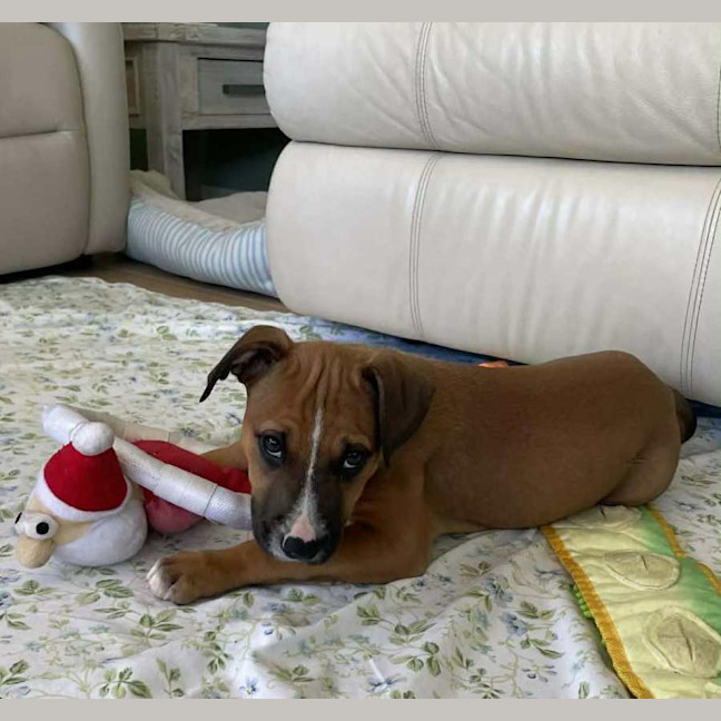Photo of Darla   11 Week Old Kelpie X